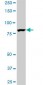 EPS8L2 Antibody (monoclonal) (M01)