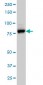 EPS8L2 Antibody (monoclonal) (M01)