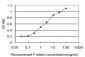 ERCC1 Antibody (monoclonal) (M01)