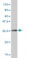 ERCC1 Antibody (monoclonal) (M01)