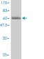 ERCC2 Antibody (monoclonal) (M01)