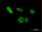 ERF Antibody (monoclonal) (M02)