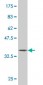 ERF Antibody (monoclonal) (M02)