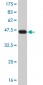 ERN1 Antibody (monoclonal) (M02)