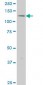 ERN1 Antibody (monoclonal) (M06)