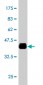 ERO1L Antibody (monoclonal) (M01)