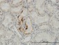 ESM1 Antibody (monoclonal) (M02)