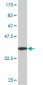 ETF1 Antibody (monoclonal) (M02)