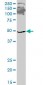 ETF1 Antibody (monoclonal) (M02)