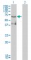 ETV4 Antibody (monoclonal) (M01)