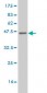 ETV5 Antibody (monoclonal) (M01)