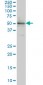 ETV5 Antibody (monoclonal) (M01)