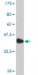 EVX1 Antibody (monoclonal) (M04)