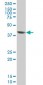 EVX1 Antibody (monoclonal) (M04)