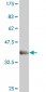 EVX1 Antibody (monoclonal) (M07)