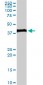 EVX1 Antibody (monoclonal) (M07)