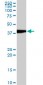 EVX1 Antibody (monoclonal) (M07)