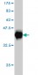 EWSR1 Antibody (monoclonal) (M01)