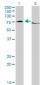 EWSR1 Antibody (monoclonal) (M01)