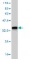 EXO1 Antibody (monoclonal) (M01)