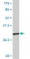 EXOC3 Antibody (monoclonal) (M01)
