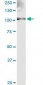 EXT2 Antibody (monoclonal) (M01)