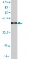 EYA2 Antibody (monoclonal) (M04)