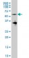 EYA2 Antibody (monoclonal) (M04)