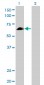 EYA2 Antibody (monoclonal) (M04)