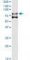 F11 monoclonal antibody (M01), clone 2H8