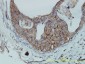 F11R Antibody (monoclonal) (M01)