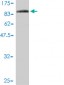 F11R Antibody (monoclonal) (M01)