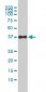 F11R Antibody (monoclonal) (M01)