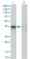 F11R Antibody (monoclonal) (M01)