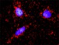 F11R Antibody (monoclonal) (M01)