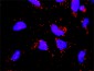 F12 Antibody (monoclonal) (M01)