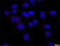 F13A1 Antibody (monoclonal) (M02)
