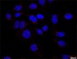 F13A1 Antibody (monoclonal) (M02)