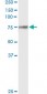 F2 Antibody (monoclonal) (M01)