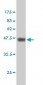 F2 Antibody (monoclonal) (M01)