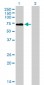 F2 Antibody (monoclonal) (M01)
