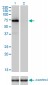 F2 Antibody (monoclonal) (M01)