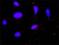 F2 Antibody (monoclonal) (M01)