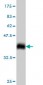 F2RL3 Antibody (monoclonal) (M01)