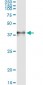 F3 Antibody (monoclonal) (M01)