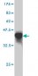 F3 Antibody (monoclonal) (M01)