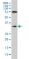 F3 Antibody (monoclonal) (M01)