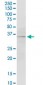 F3 Antibody (monoclonal) (M01)