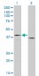 F3 Antibody (monoclonal) (M01)