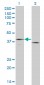 F3 Antibody (monoclonal) (M01)